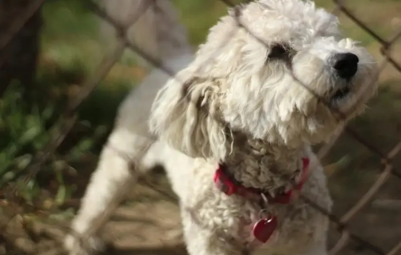 Unlocking Hidden Corners: A Fence for Dogs Shapes Their World