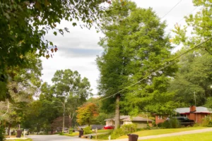 Read more about the article Smart Tree Care Practices for Urban Yards in Hall County, Georgia